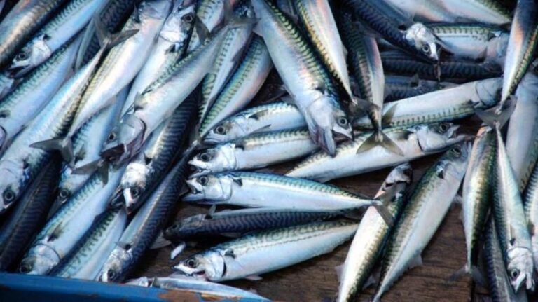 Supermarkets Face Skimpflation Claims Over Tinned Mackerel Ingredient Switch