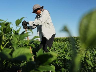 Scientists Develop Deeper-Rooted Soybeans to Fight Climate Change