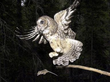 Trump Administration Eases Endangered Species Protections for Industry